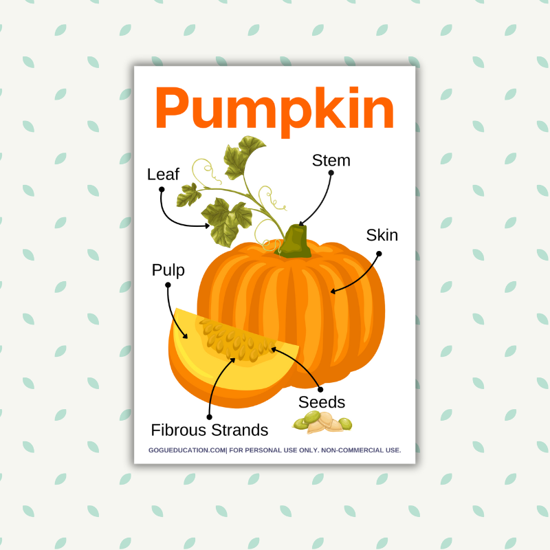 English Vocabulary Science Worksheets Parts of a Pumpkin