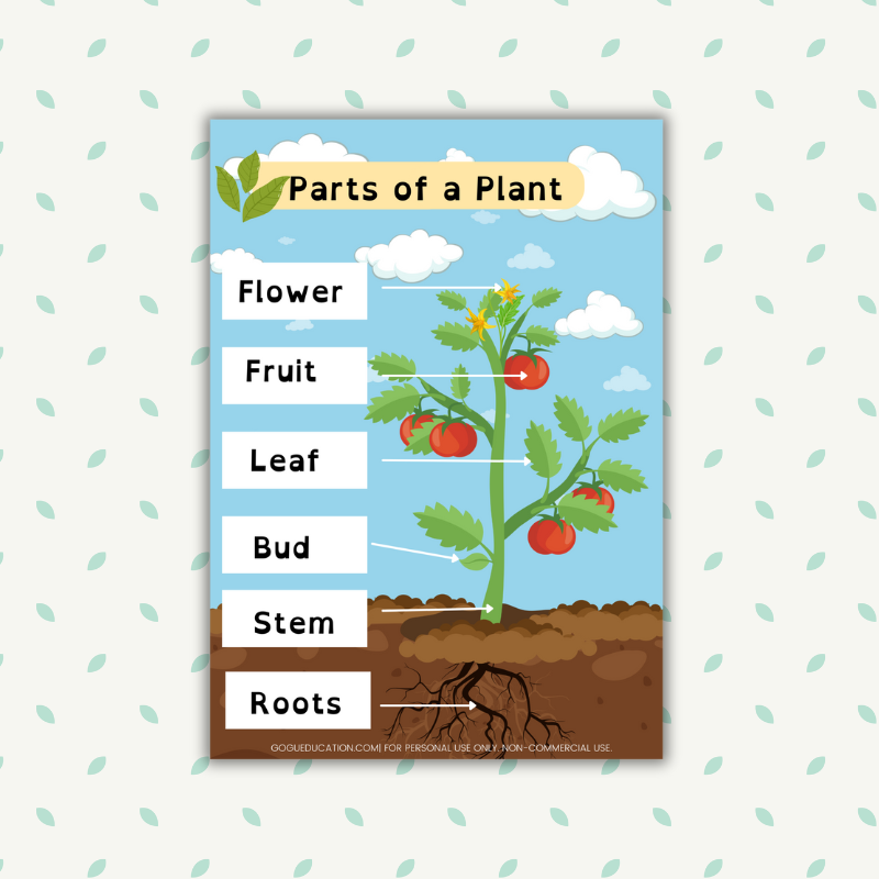 English Word Mat Tomato