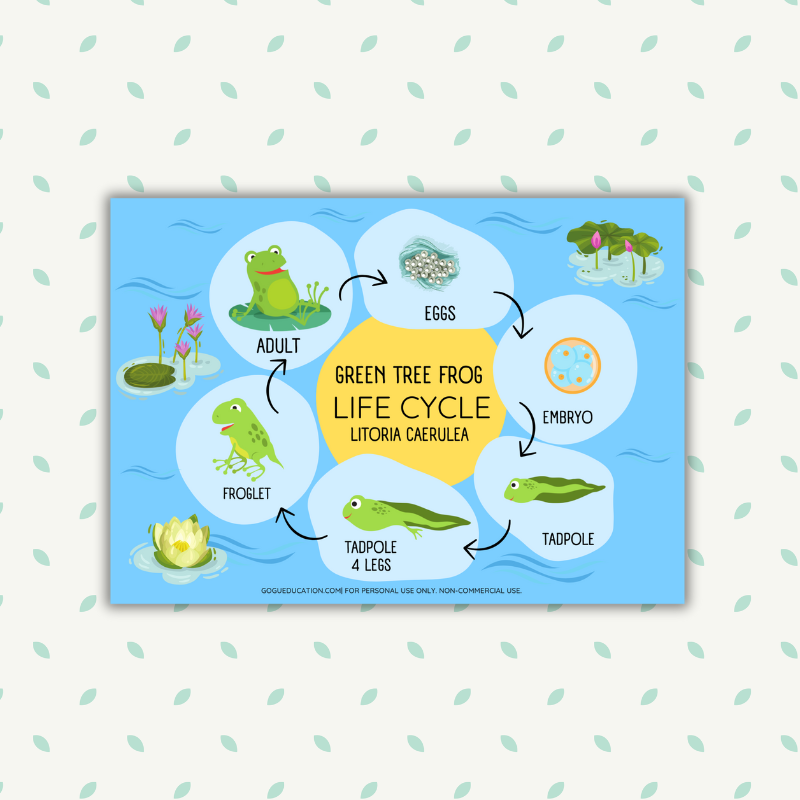 Flowchart Green Tree Frog Life Cycle