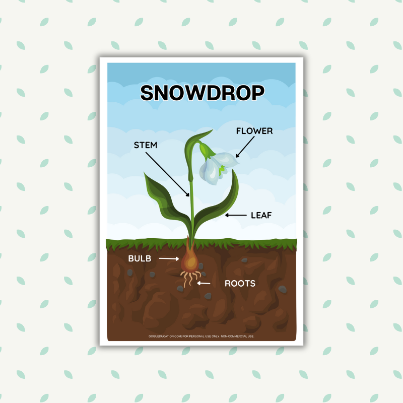 Snowdrop Parts of a Plant